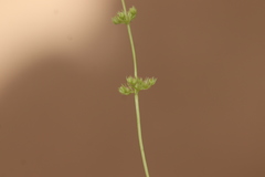 Plectritis congesta brachystemon