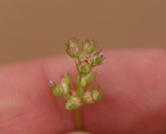Plectritis congesta brachystemon