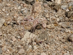Arethaea brevicauda
