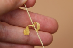 Plectritis congesta brachystemon