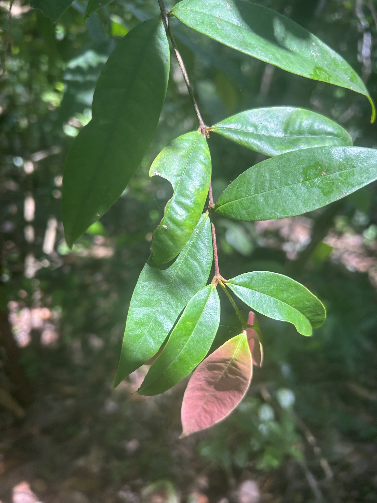 Imagem de Pedra-ume-caá