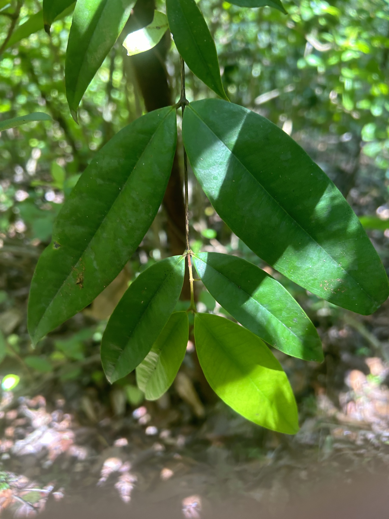 Imagem de Pedra-ume-caá
