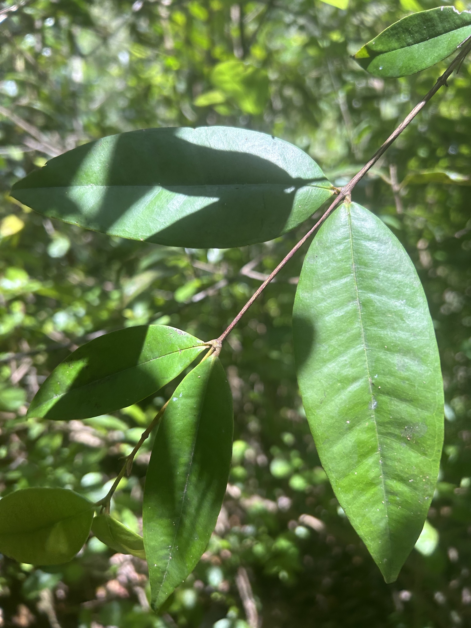 Imagem de Pedra-ume-caá