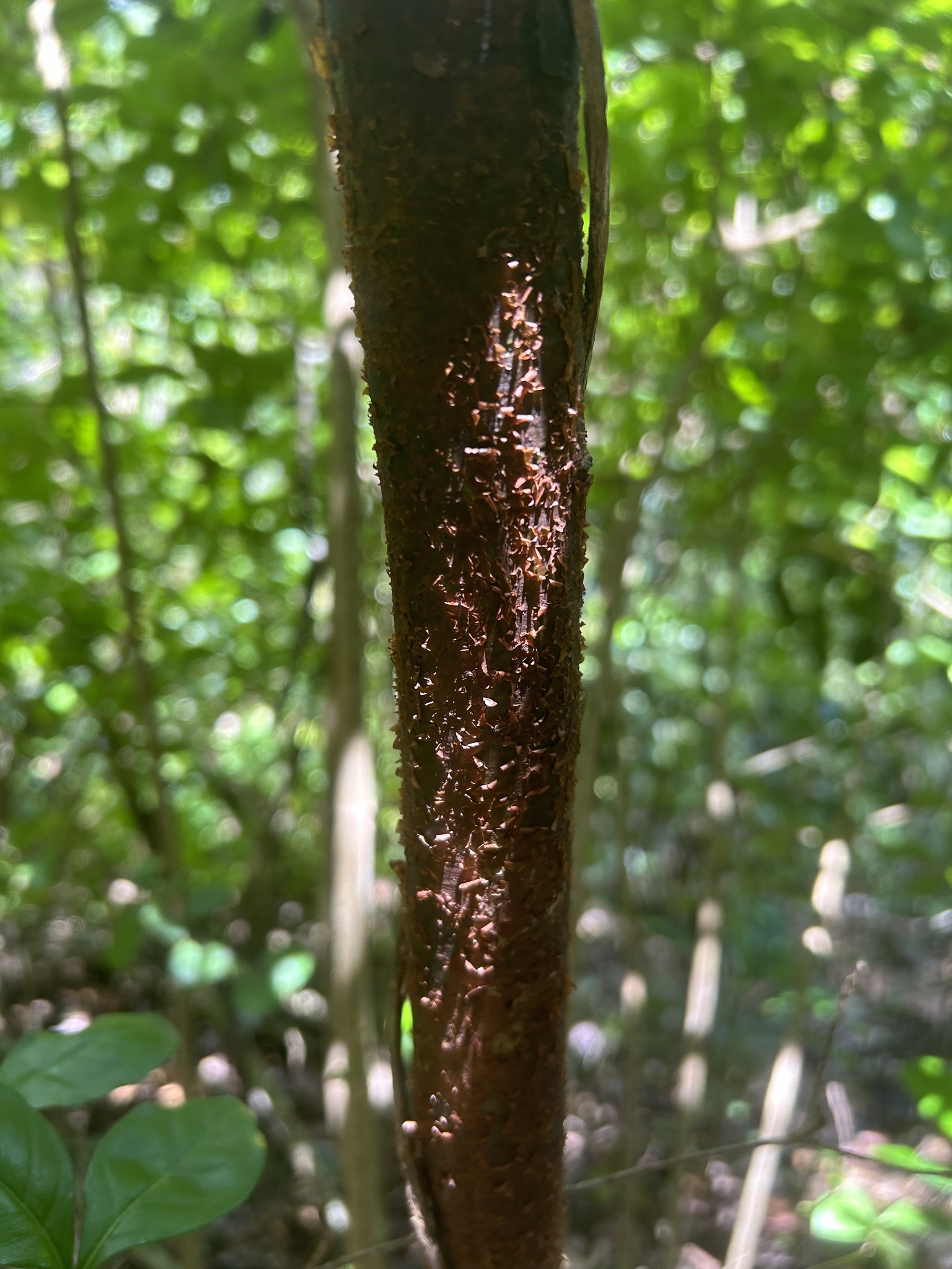 Imagem de Pedra-ume-caá