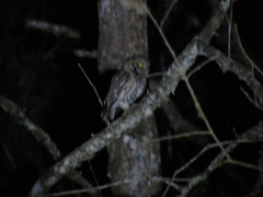 Megascops trichopsis