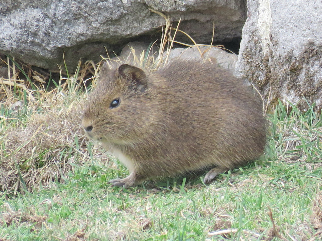 Montane Guinea Pig from Pasco, Perú on October 23, 2023 at 03:33 PM by ...