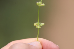 Plectritis congesta brachystemon
