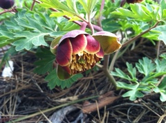 Paeonia brownii