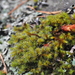 Yellow-green Rock Moss - Photo (c) Lauren Magner, some rights reserved (CC BY-NC), uploaded by Lauren Magner