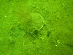 Placopecten magellanicus