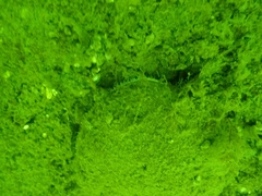 Placopecten magellanicus