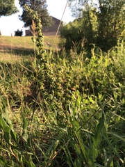 Rumex verticillatus