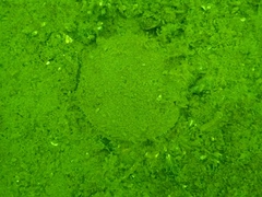 Placopecten magellanicus image