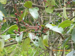 Aiouea montana