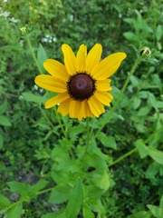 Rudbeckia