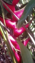 Heliconia bihai