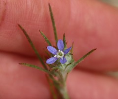 Eriastrum filifolium