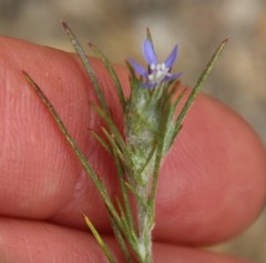 Eriastrum filifolium