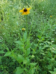 Rudbeckia