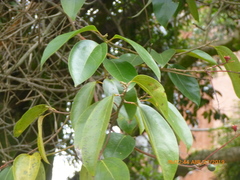 Aiouea montana