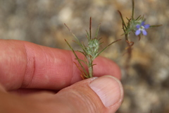 Eriastrum filifolium