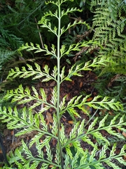 Asplenium × lucrosum
