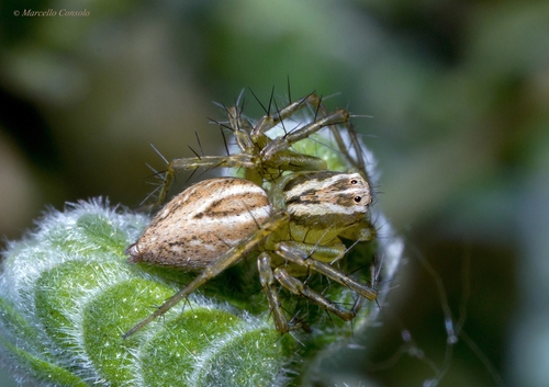 Oxyopes lineatus