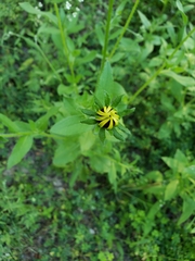 Rudbeckia