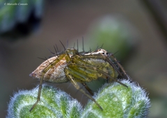 Oxyopes lineatus