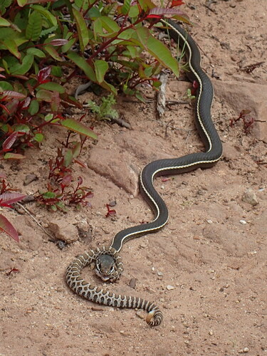 Striped Racer (Masticophis lateralis), a species recorded in California