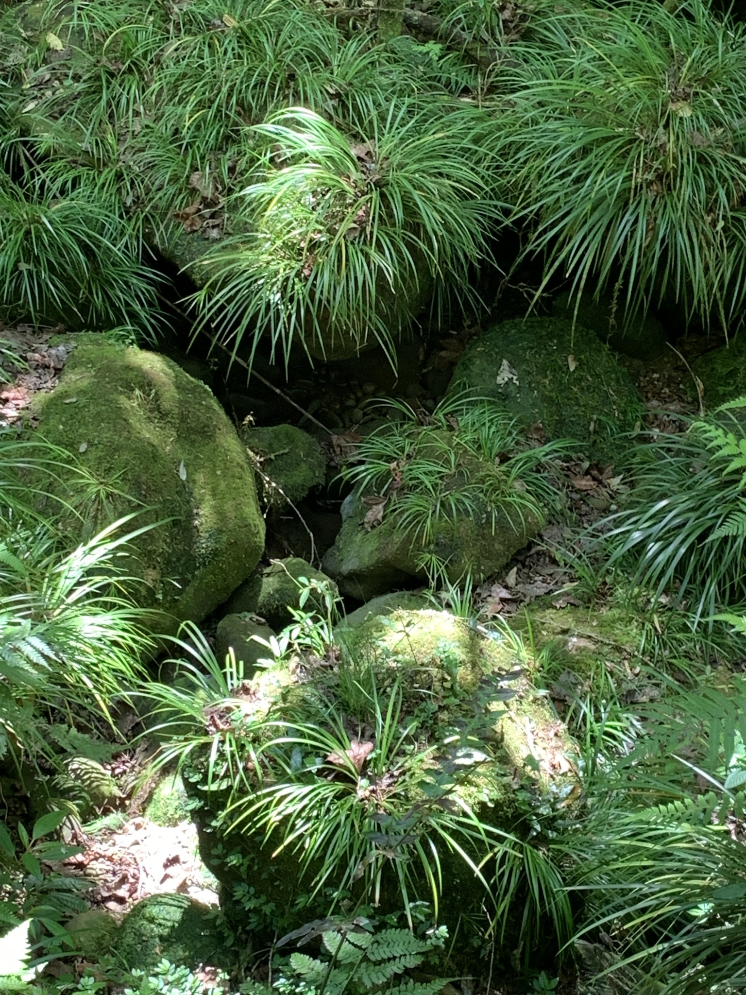 Imagem de Capim-do-japão