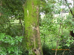 Aiouea montana