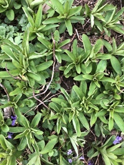 Lysimachia clethroides