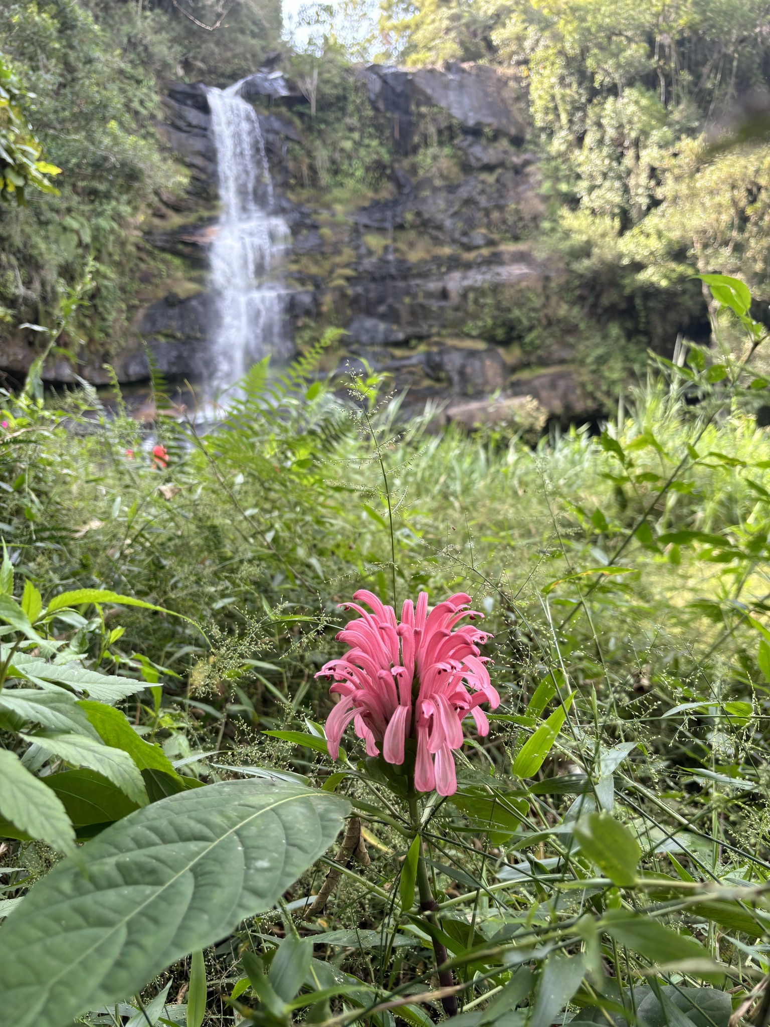 Justicia carnea
