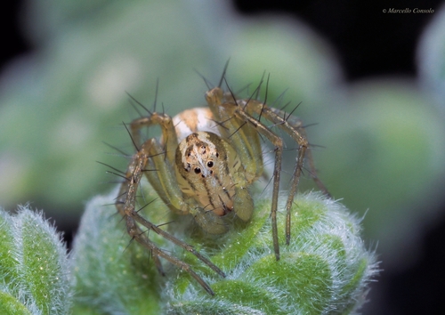 Oxyopes lineatus