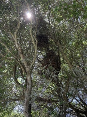 Neotoma fuscipes annectens