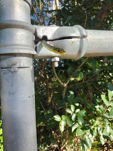 Common Tree Snake sighting