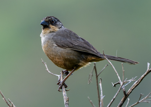 Rusty-bellied Brushfinch (Atlapetes nationi), photo 6