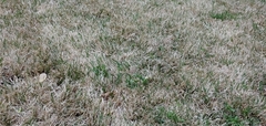 Zoysia