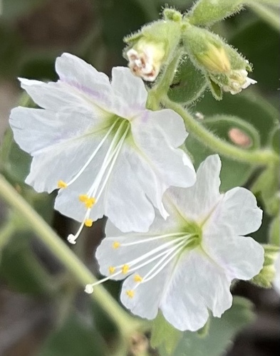 Mirabilis laevis var. villosa