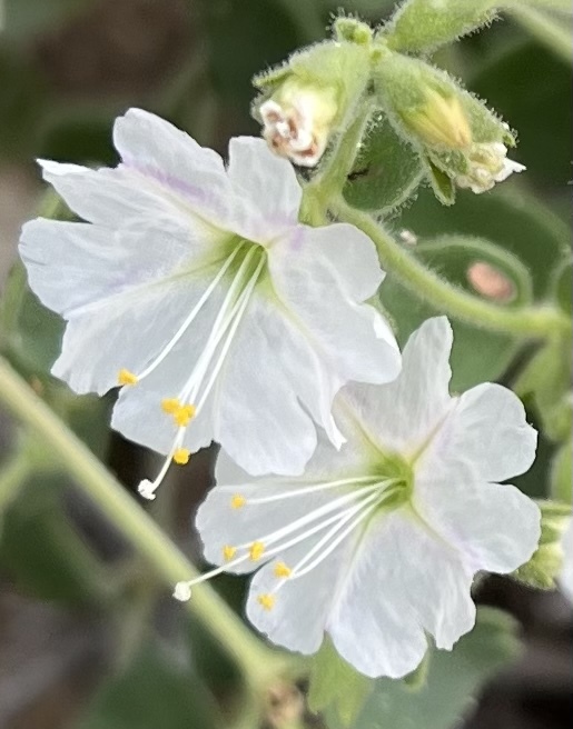 Mirabilis laevis var. villosa