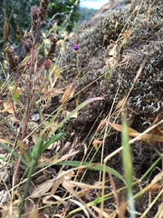 Streptanthus glandulosus pulchellus
