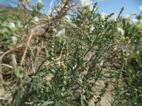 Image of Oligomeris linifolia by no rights reserved