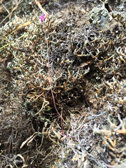 Streptanthus glandulosus pulchellus