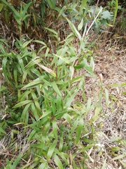 Chusquea scandens