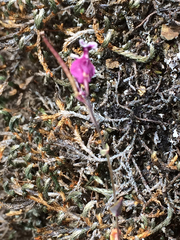 Streptanthus glandulosus pulchellus