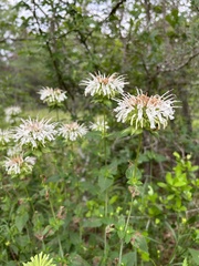 (c) Kyle M. Simpson, some rights reserved (CC BY) Monarda lindheimeri, photograph (c) Kyle M. Simpson, some rights reserved (CC BY)