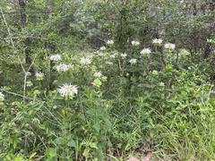 Monarda lindheimeri, photograph (c) Kyle M. Simpson, some rights reserved (CC BY)