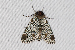 Harrisimemna trisignata