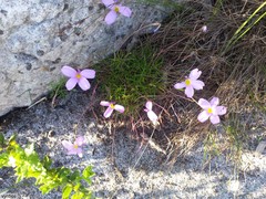 Oxalis polyphylla